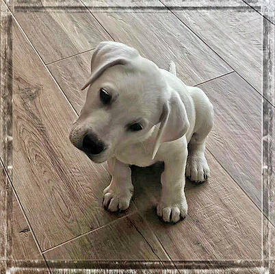 Dog Wall Art featuring the digital art Sweet White Labrador Retriever Puppy  - Wall Art Photography by Waterdancer