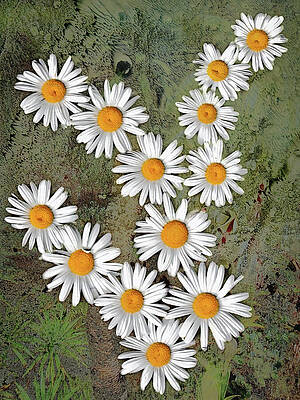 White Daisies on Textured Background Wall Art