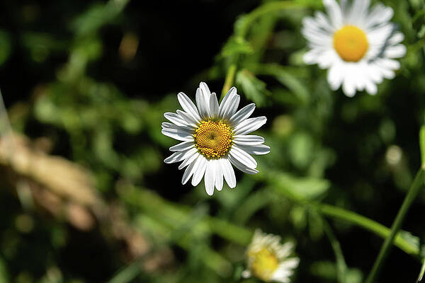 Organic Photograph - White Daisy With Yellow Centre by Scott Lyons