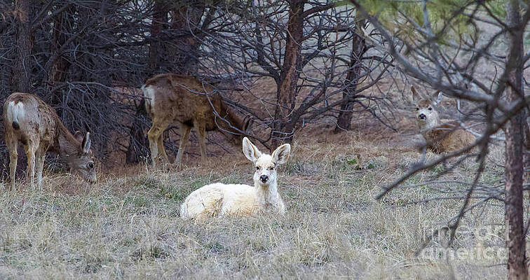 Deer Photograph - White Deer by Shirley Dutchkowski