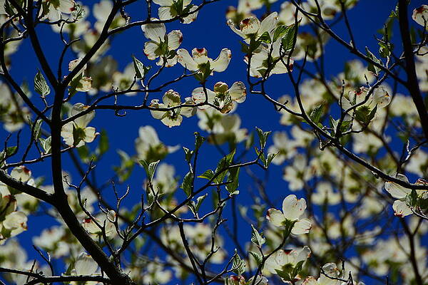 Wall Art featuring the photograph White Dogwood Flowers by Raymond Salani III