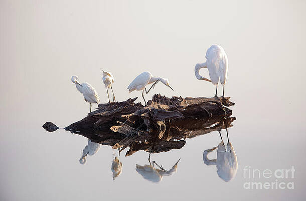Bird Wall Art featuring the photograph White Egrets - Sunset At The Marsh by Rehna George