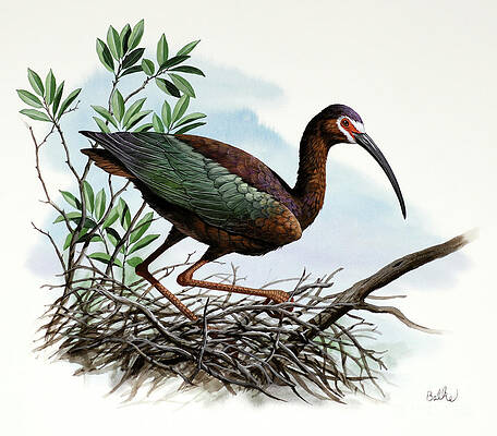 White-faced Ibis Print