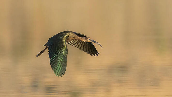 California Wall Art featuring the photograph White Faced Ibis In Flight - Lassen County California by Mike Lee
