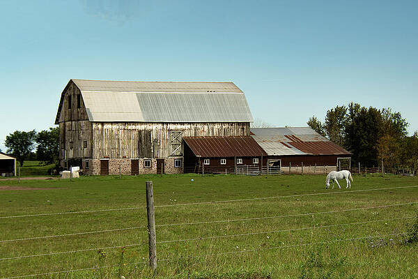 Michigan Photograph - White Horse Barn by Vi Ray
