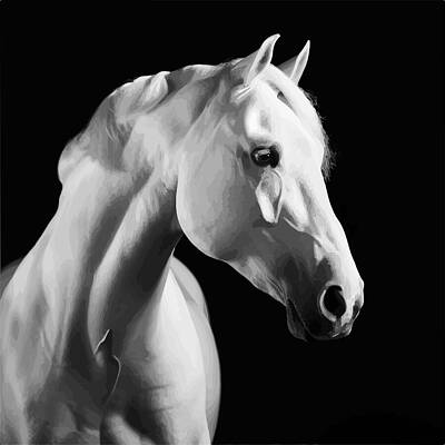 Wall Art featuring the photograph White Horse Portrait by Printed View