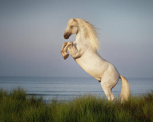 Photograph - White Horse Rearing By The Sea At Dawn by Charnwood Photography Fine Art