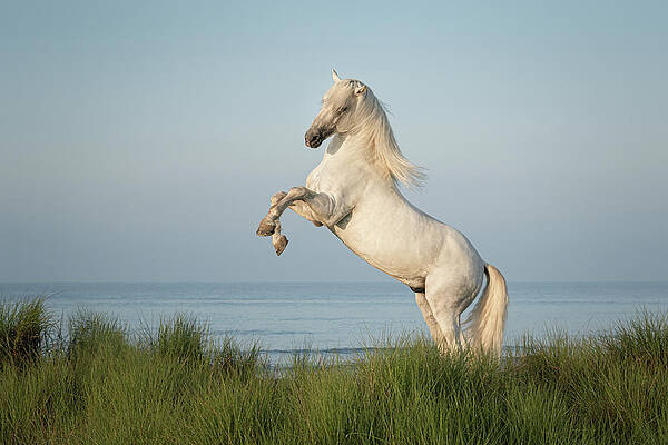 Photograph - White Horse Rearing By The Sea At Day Break by Charnwood Photography Fine Art