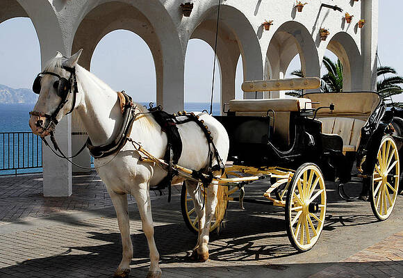 Summer Wall Art featuring the photograph White Horse With Carriage by Severija Kirilovaite