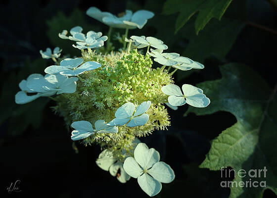 Beautiful Photograph - White Hydrangea Beginning To Bloom by D Lee
