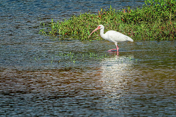 Water Wall Art featuring the photograph White Ibis by Chris Allmendinger
