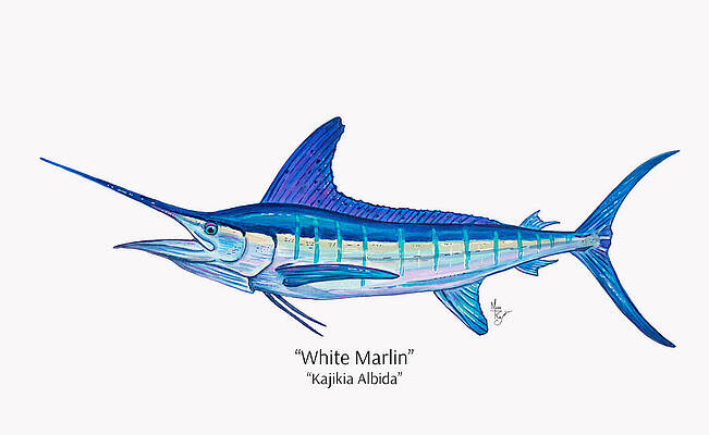 Vibrant White Marlin Illustration Wall Art