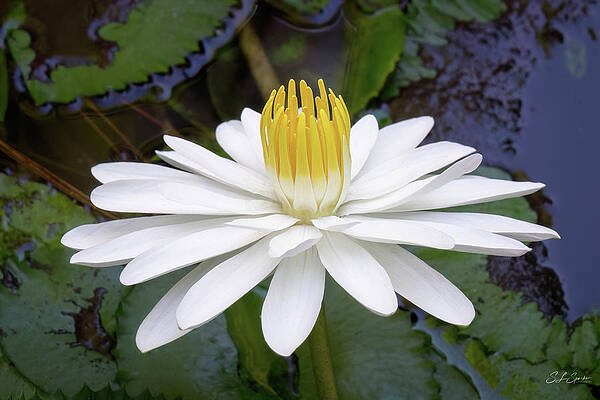 Nature Wall Art featuring the photograph White Night Blooming Water Lily Number Two by Steven Sparks