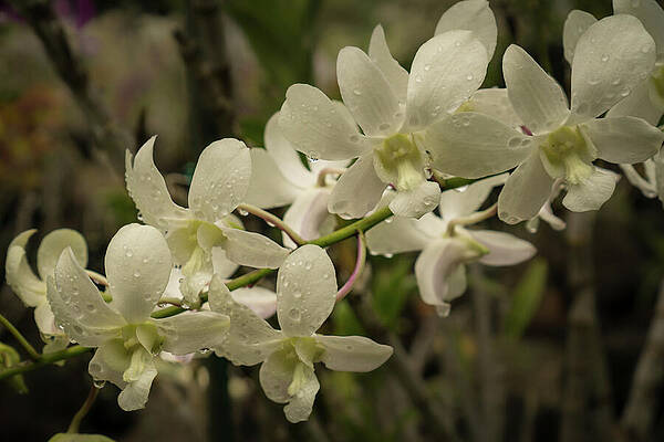 Hawaii Wall Art featuring the photograph White Orchid Blossoms Close-up by Nancy Gleason