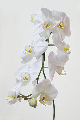 Wall Art featuring the photograph White Orchid In Color by Gina Cinardo