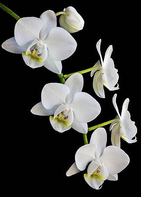 Flower Wall Art featuring the photograph White Orchids by Elvira Peretsman