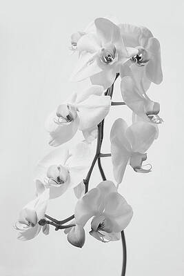 Black And White Photograph - White Orchids by Gina Cinardo