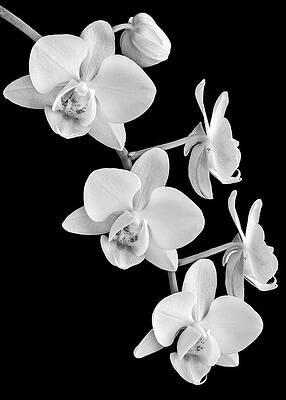 Flower Wall Art featuring the photograph White Orchids On Black by Elvira Peretsman