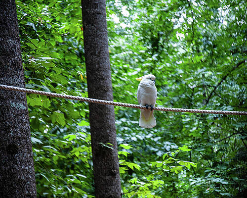 Wall Art featuring the photograph White Parrot Perched On A Rope by Flees Photos