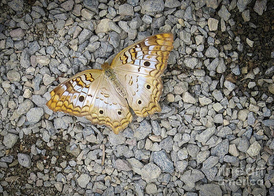 Beautiful Photograph - White Peacock Butterfly by D Lee