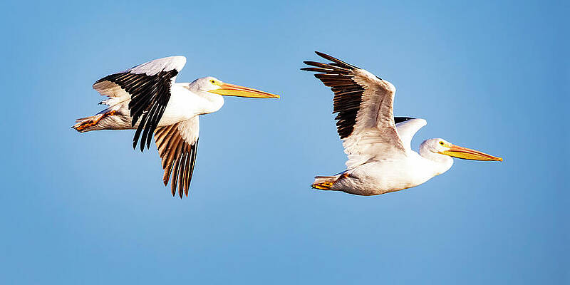 Sky Wall Art featuring the photograph White Pelican 9A by Sally Fuller