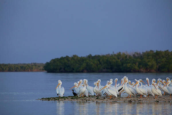Florida Wall Art featuring the photograph White Pelican by Alberto Audisio