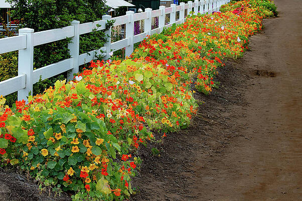 Flower Wall Art featuring the photograph White Picket Fence And Nasturtium Flower Stands by Bonnie Colgan