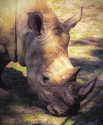 Natural Photograph - White Rhino Closeup by Jason Fink