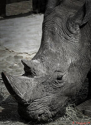 Wall Art featuring the photograph White Rhino by Rene Vasquez