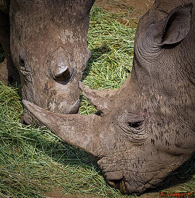 Animal Photograph - White Rhinos by Rene Vasquez