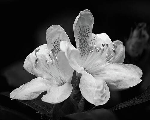 Wall Art featuring the photograph White Rhododendron by Steven Nelson