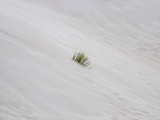 New Mexico Photograph - White Sand Yucca by Joe Schofield