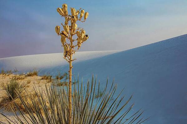Photograph - White Sands Yucca by Rebecca Herranen