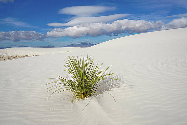 White Sands Yucca by Sunniye Buesing