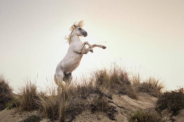 Photograph - White Stallion Rearing On A Coastal Sandbank At Dawn by Charnwood Photography Fine Art