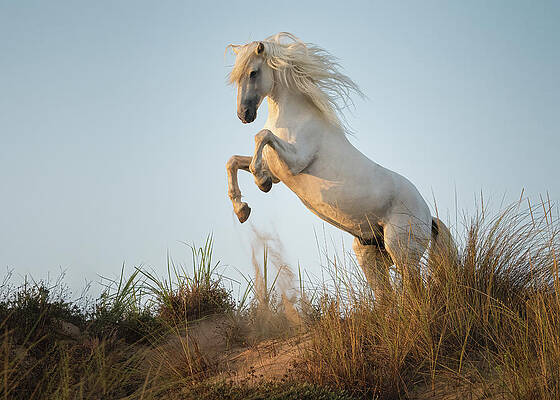 Photograph - White Stallion Rearing On A Coastal Sandbank At Sunrise by Charnwood Photography Fine Art