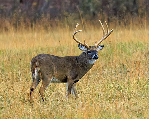 Majestic Deer in the Meadow Photograph