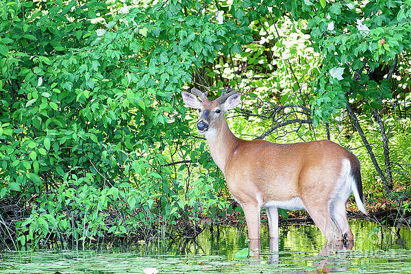Wall Art featuring the photograph White-Tailed Deer Buck Portrait Pose By The Water's Edge by Mary Lou Chmura