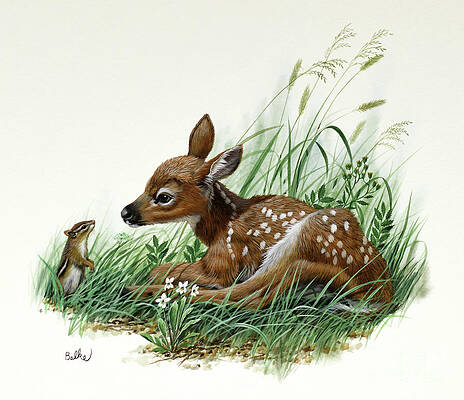 Nature Wall Art featuring the painting White-tailed Deer Fawn by Don Balke