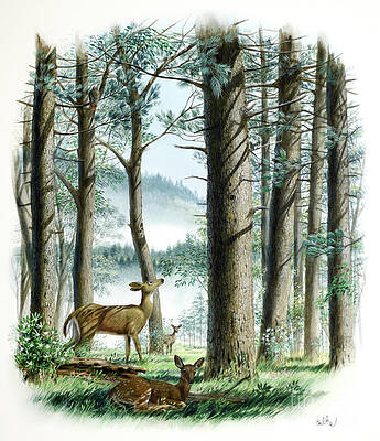 Tree Wall Art featuring the painting White-tailed Deer In Glen by Don Balke
