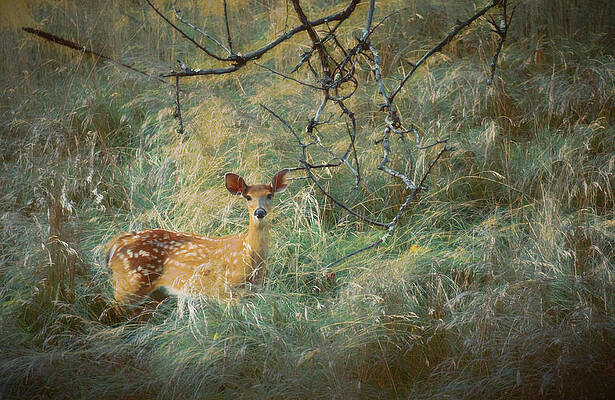 Nature Wall Art featuring the photograph White Tailed Fawn In The Tall Grass by Jason Fink