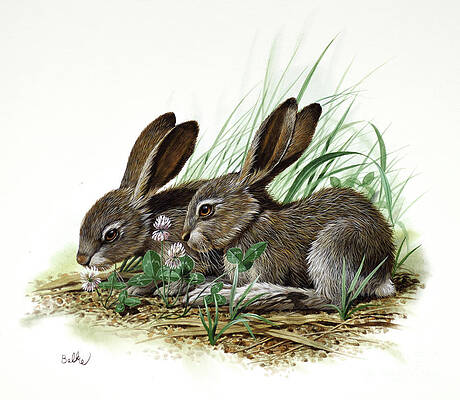 Nature Wall Art featuring the painting White-tailed Jackrabbit by Don Balke