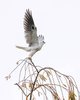 Wing Photograph - White-tailed Kite by Joe Fisher