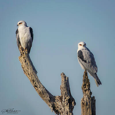 White-Tailed Kites on Tree Branches Wall Art