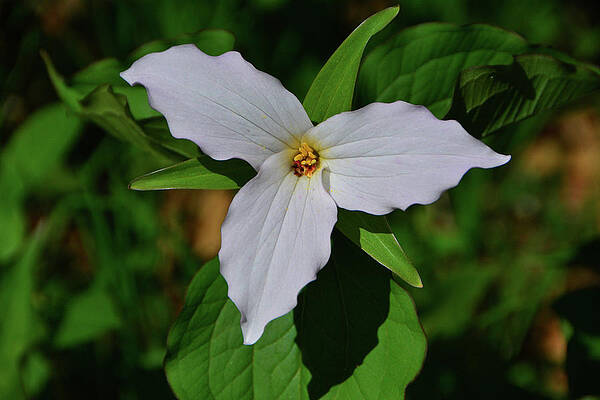 Wall Art featuring the photograph White Trillium 1 by Raymond Salani III