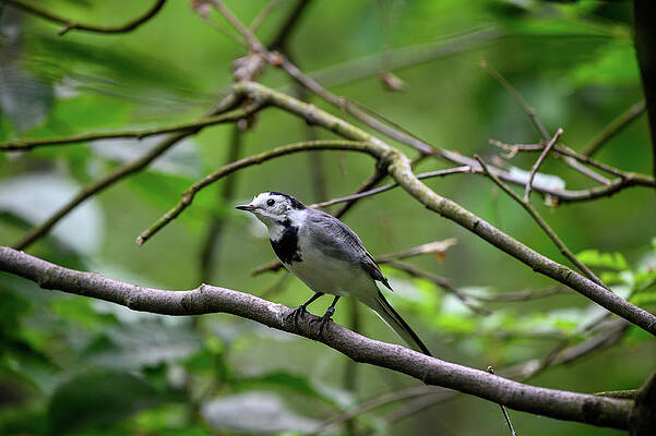 Nature Wall Art featuring the photograph White Wagtail Also Known As Motacilla Alba by Miroslav Liska