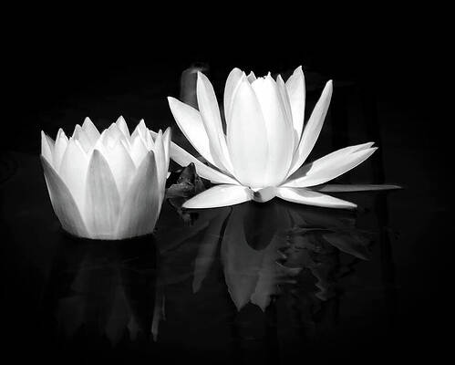 Wall Art featuring the photograph White Water Lilies In Black And White by Rebecca Herranen