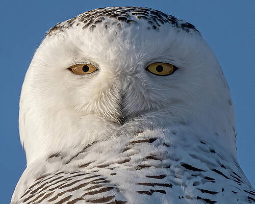 Large Photograph - White Whiskers by James Overesch