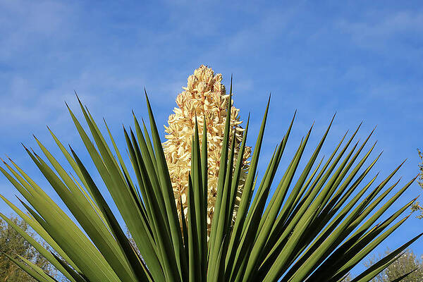 Desert Wall Art featuring the photograph White Yucca Bloom 1 by Dawn Richards