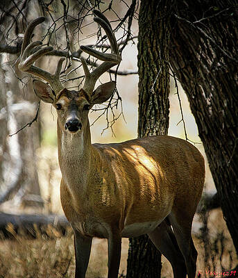 Animal Photograph - Whitetail Buck Stare by Rene Vasquez